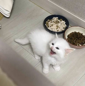 Meet your Posher, Fiona